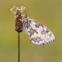 Marbled White 4 